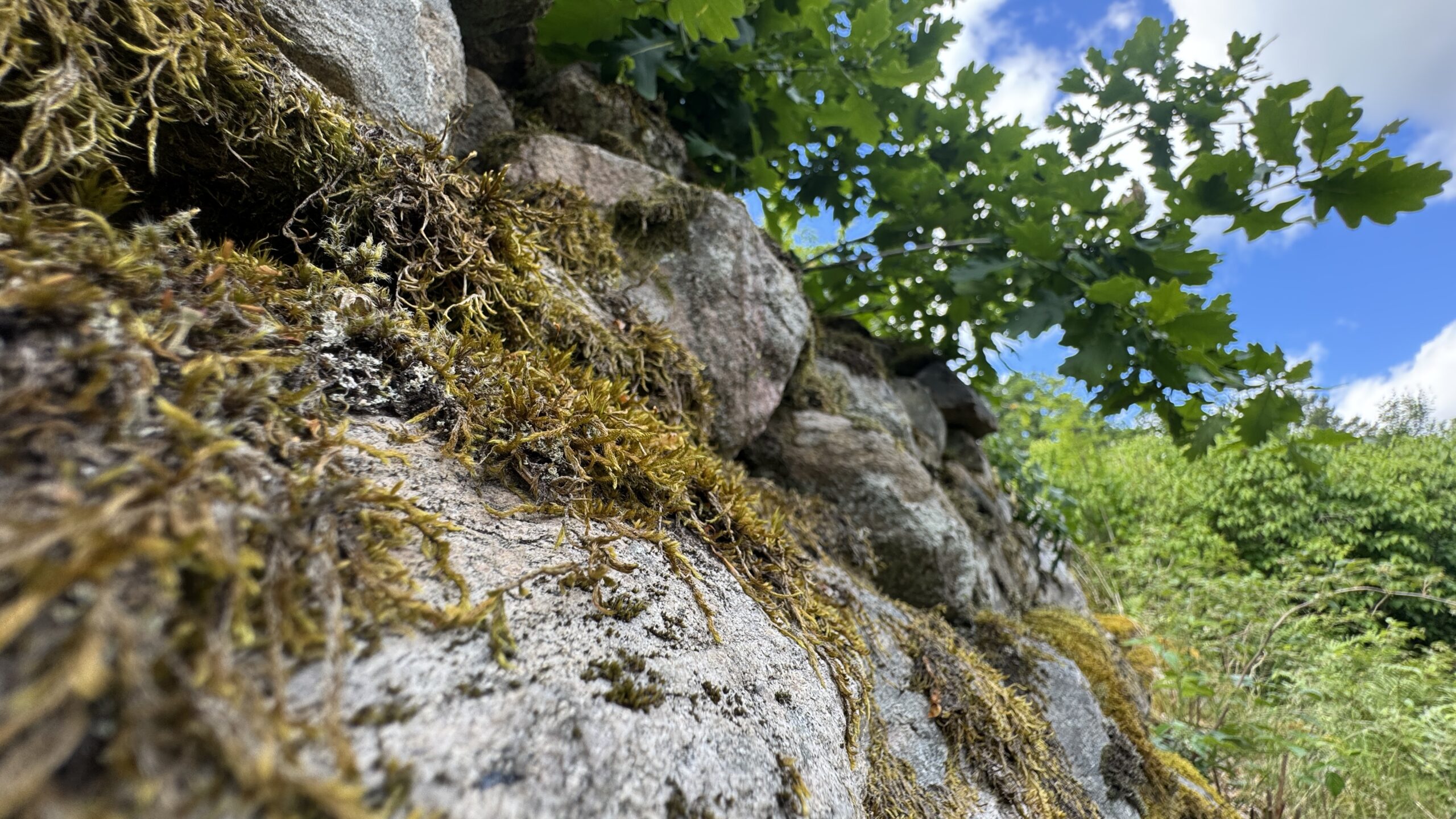 Felsen und Wald in der Umgebung von Rågeboda
